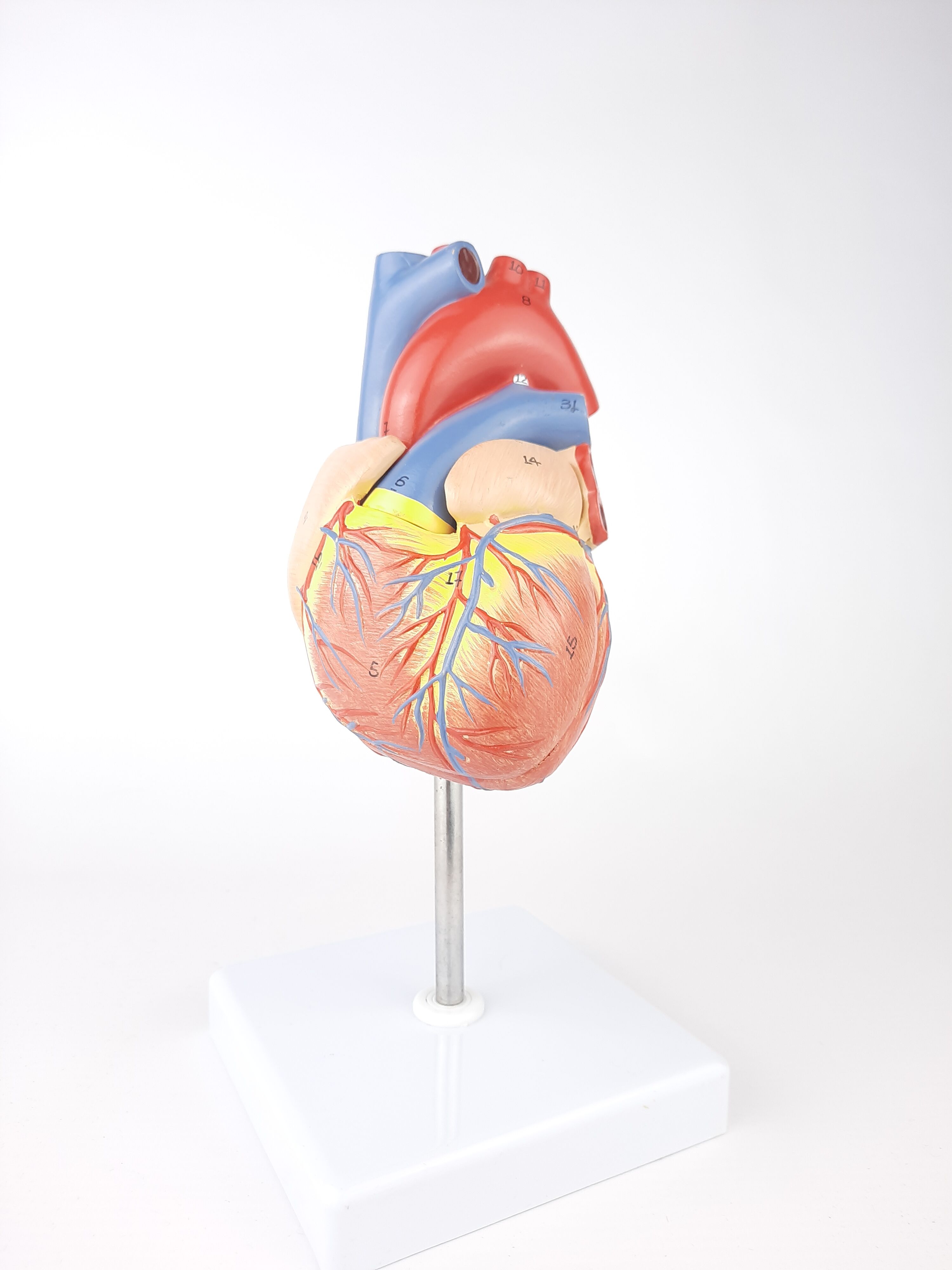 Vintage human heart anatomical model