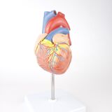 Vintage human heart anatomical model