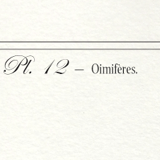 Set of 2 framed chimera lithography animal engraving