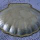 Vide poche ou porte savon en nacre blanche forme coquille st jacques