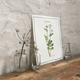 Botanical plank The Chelidoine