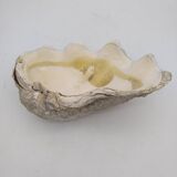 Shell clam.