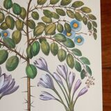 Botanical plate of colchicum and paliurus