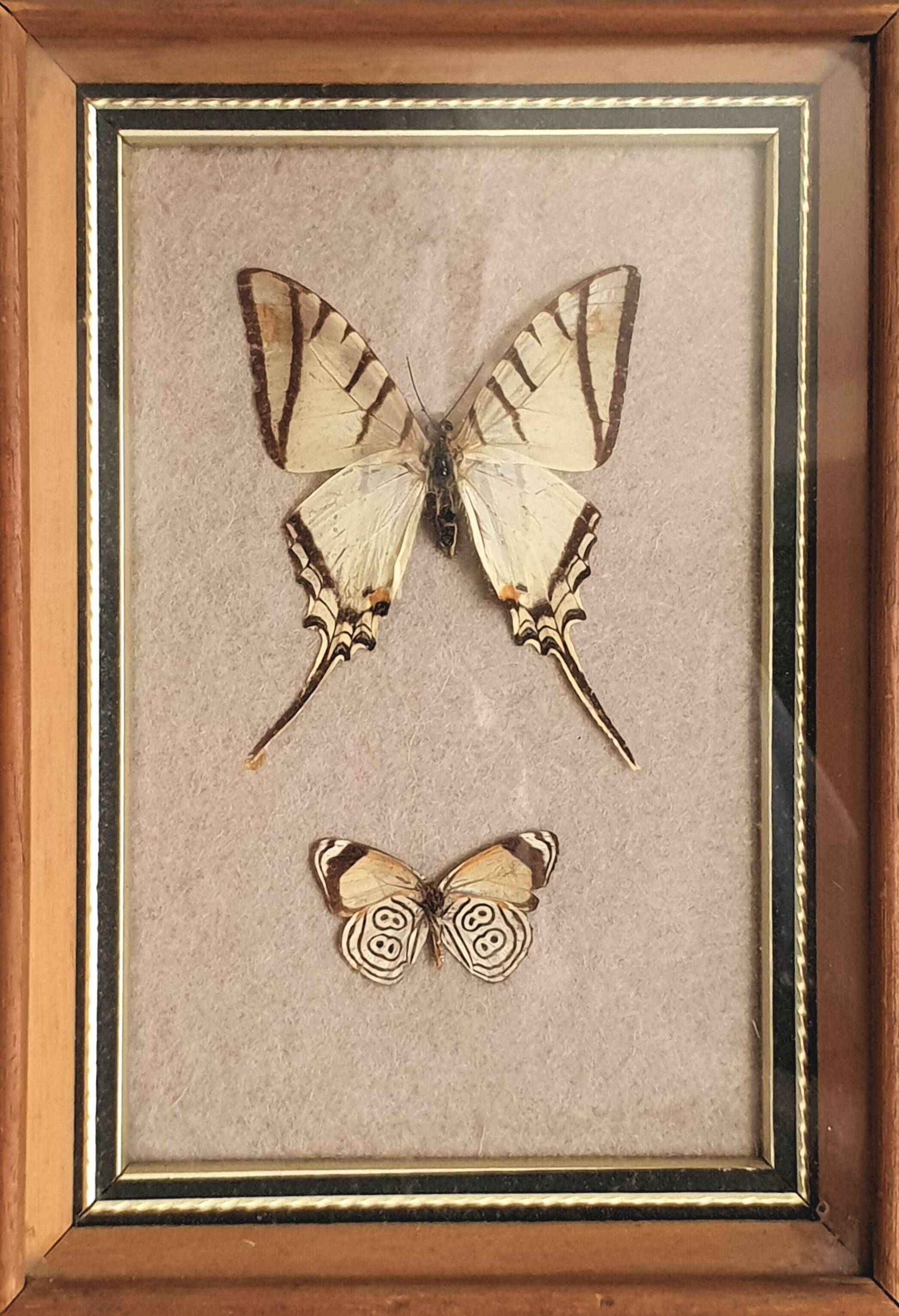 Naturalized butterflies