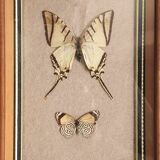 Naturalized butterflies