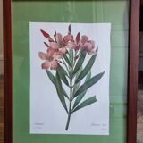 Oleander botanical board