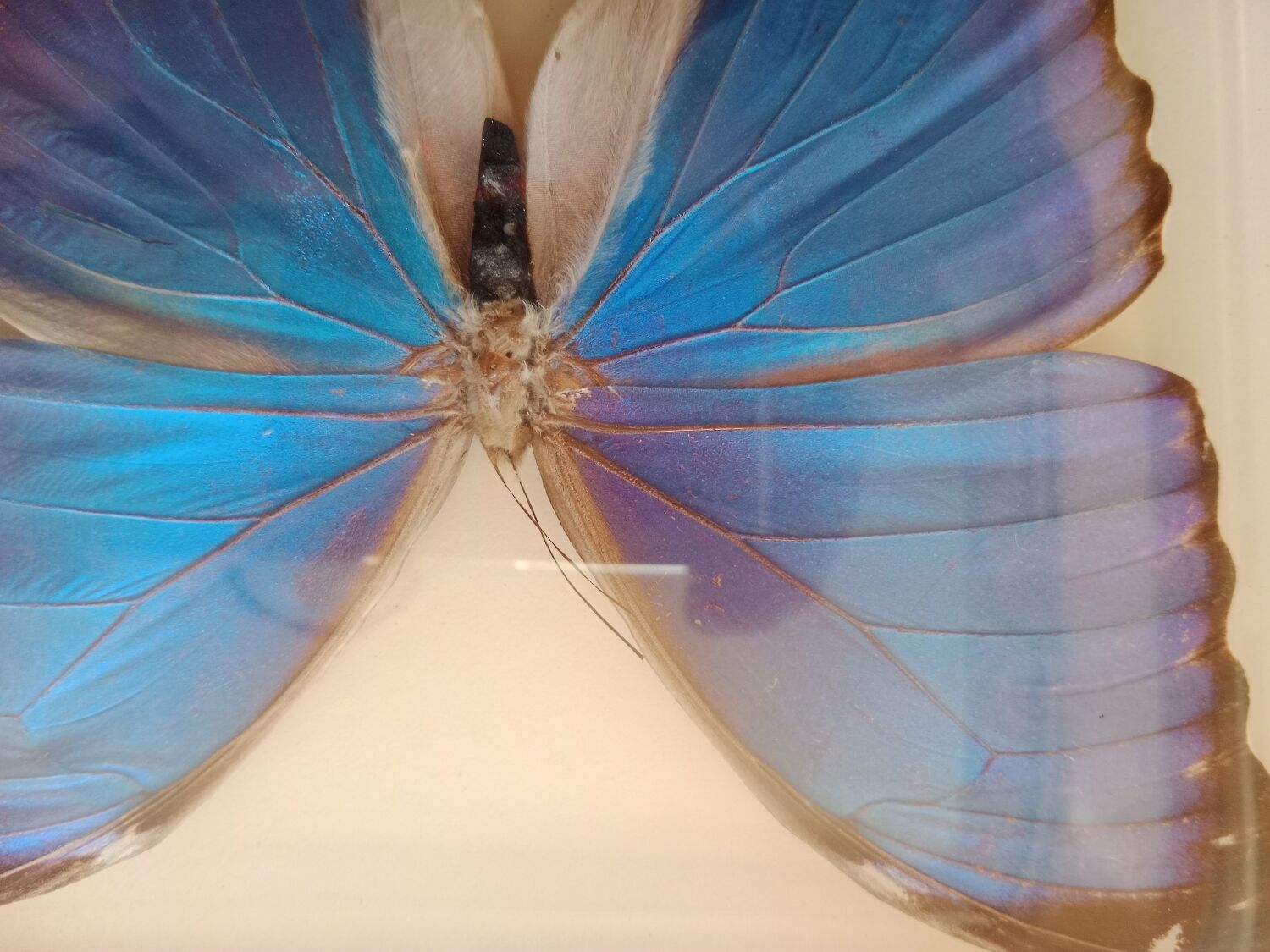 Morpho Amathonte