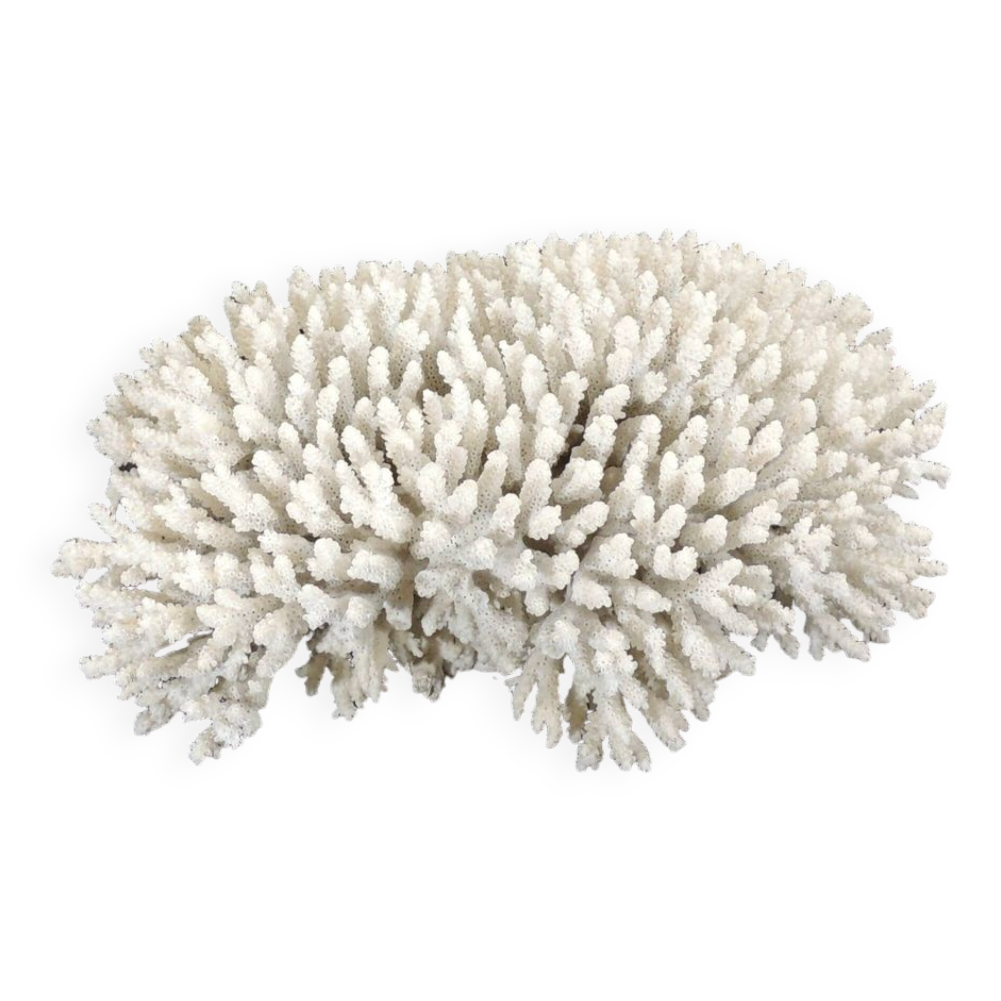 Qualité supérieure - corail blanc naturel récif brut - pierre précieuse