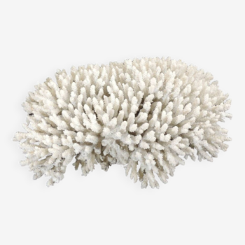 Large white sea coral