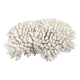 Large white sea coral