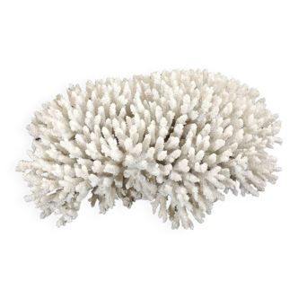 Large white sea coral