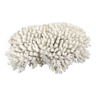 Large white sea coral