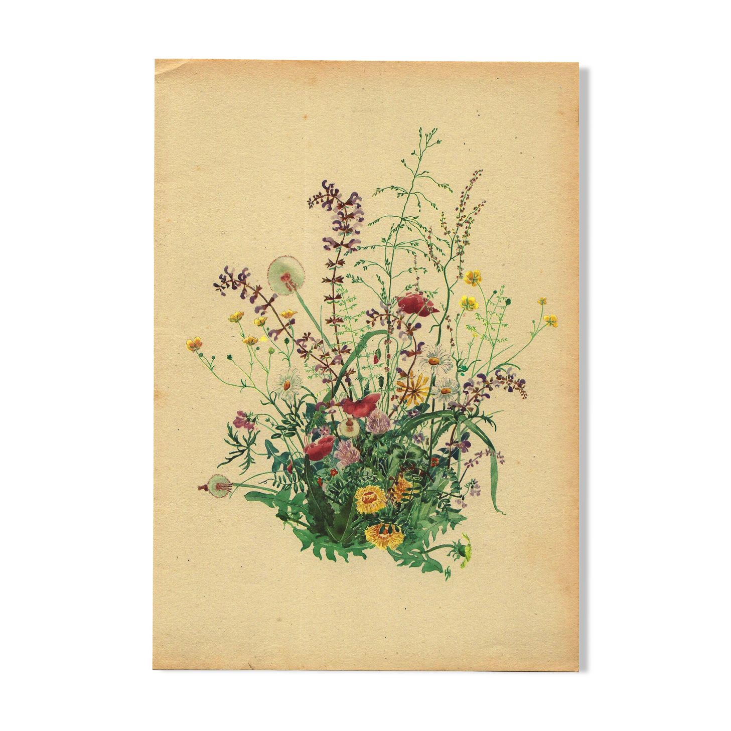 Antique illustration from 1948 - bouquet of meadow flowers by H. Strache