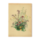 Antique illustration from 1948 - bouquet of meadow flowers by H. Strache