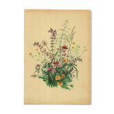 Illustration ancienne de 1948 - bouquet de fleurs des prés par H.Strache