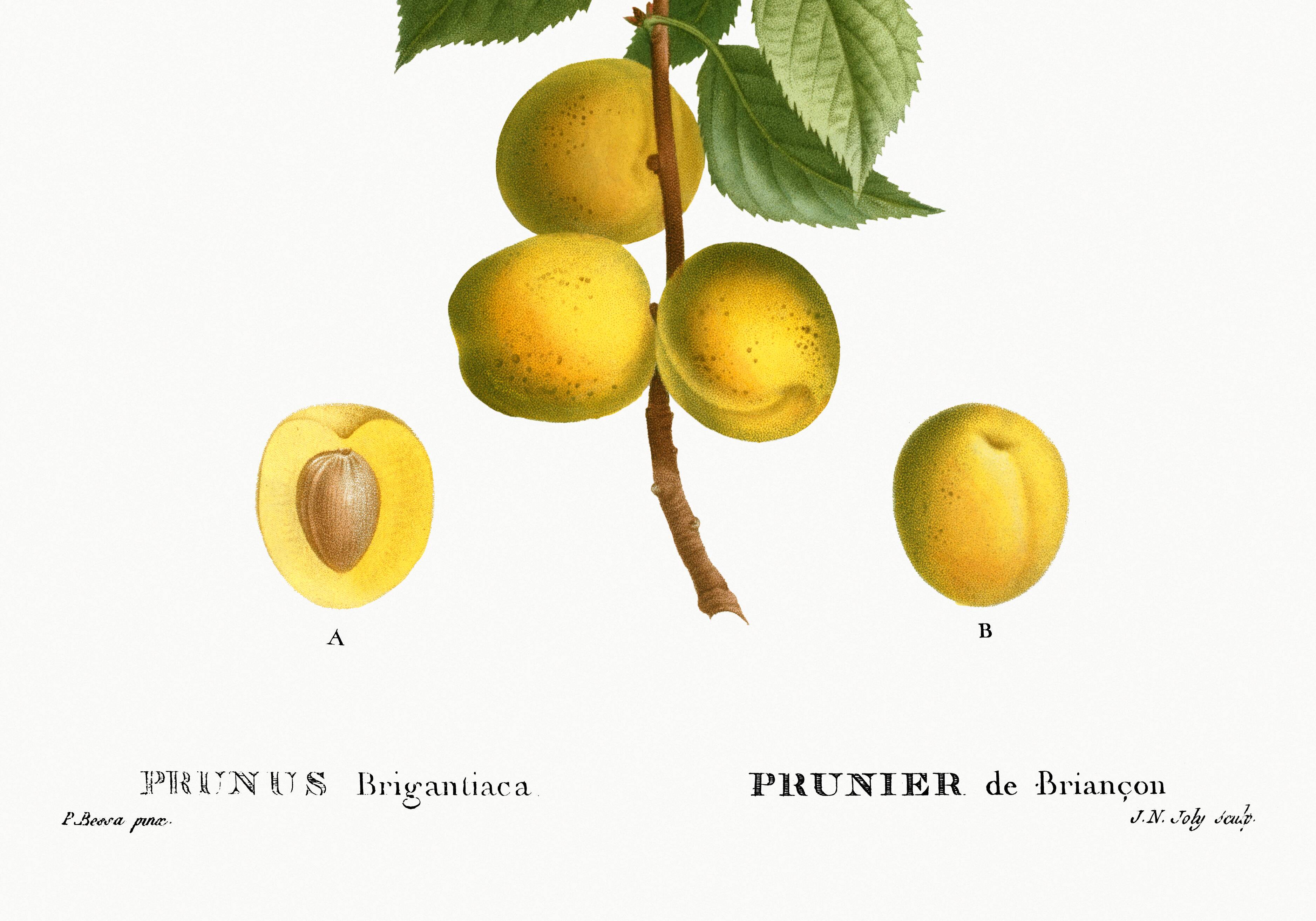 Poster about the plum tree, based on an old engraving from 1802
