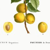 Poster about the plum tree, based on an old engraving from 1802