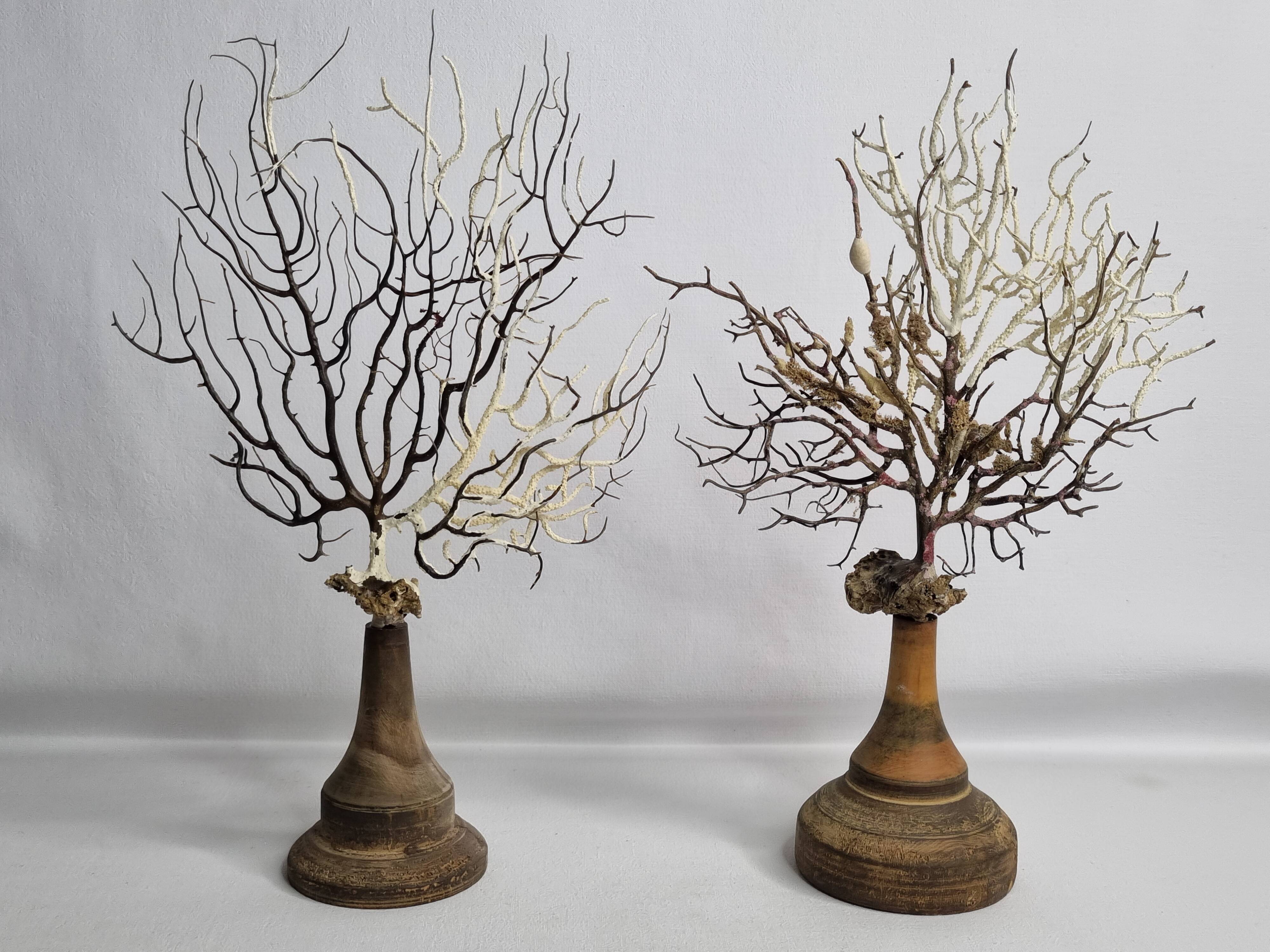 Pair of gorgonian corals, fan corals, on wooden bases, 32 cm
