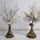 Pair of gorgonian corals, fan corals, on wooden bases, 32 cm