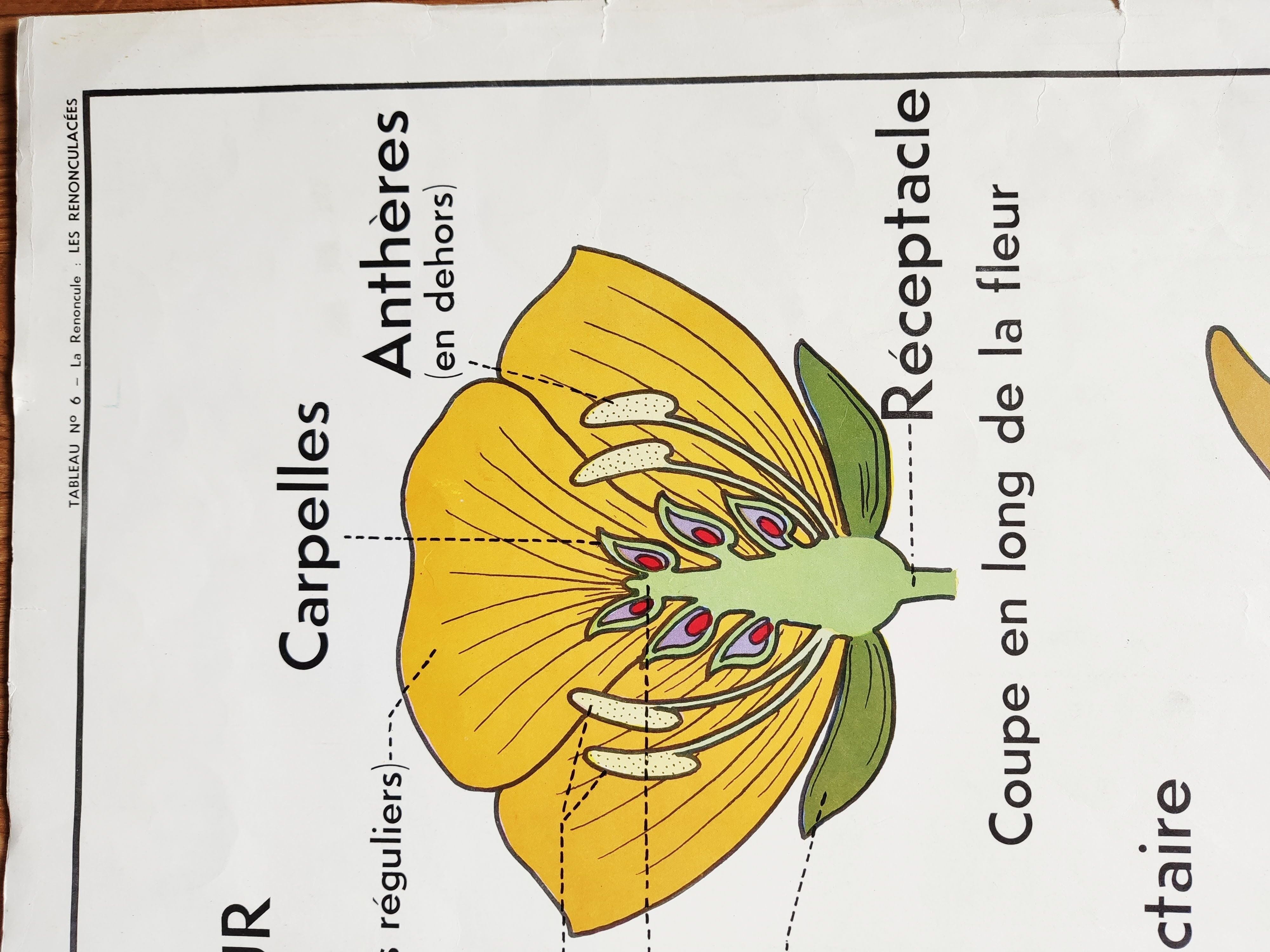 vintage school poster MDI the reuncrate / cruciferous