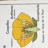 vintage school poster MDI the reuncrate / cruciferous