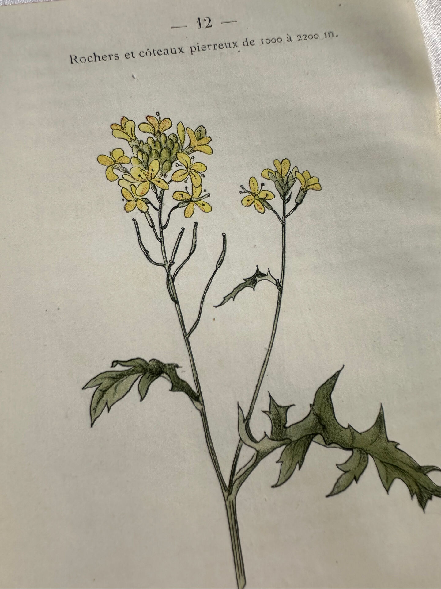 Naturalist Plate – 19th Century Botanical Engraving, Double-Sided