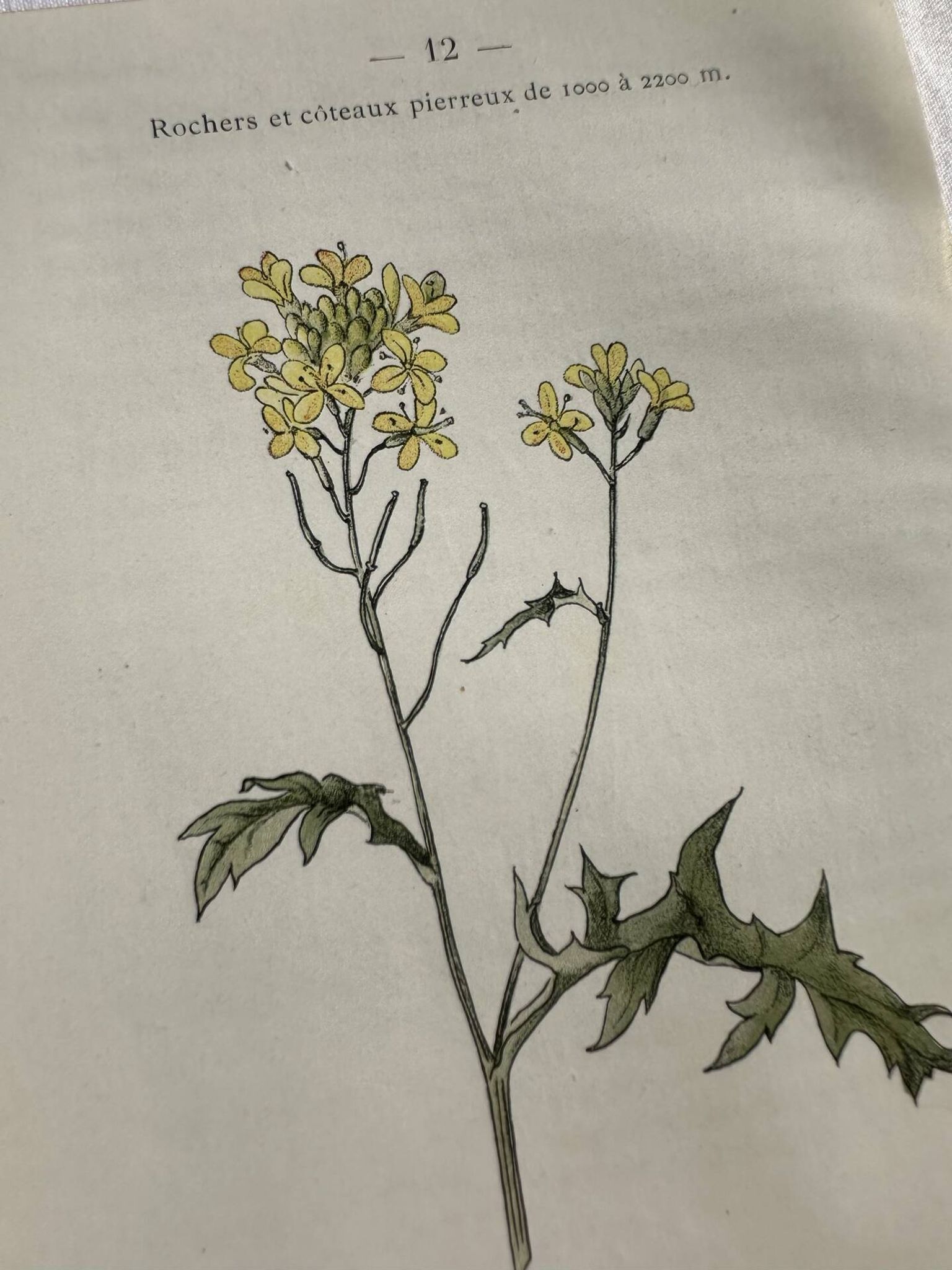 Naturalist Plate – 19th Century Botanical Engraving, Double-Sided
