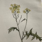 Naturalist Plate – 19th Century Botanical Engraving, Double-Sided