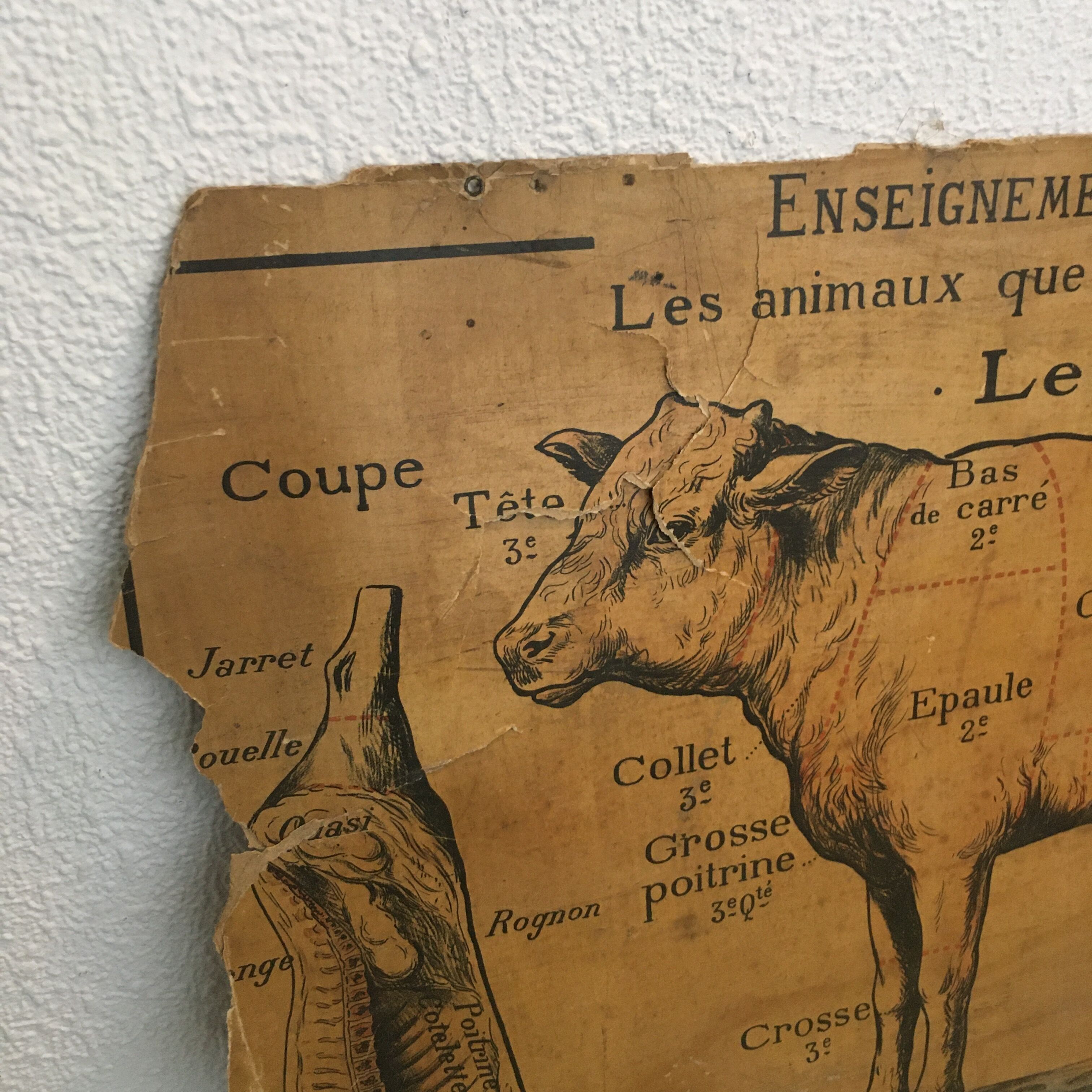 Pedagogical panel on the "Calf"