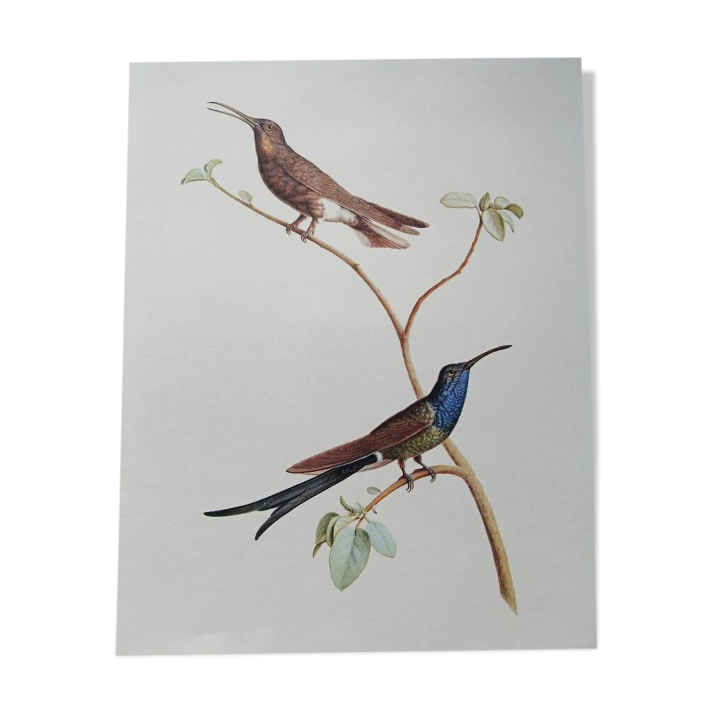Affiche zoologique représentant deux colibris