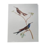 Zoological poster depicting two hummingbirds