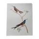 Affiche zoologique représentant deux colibris