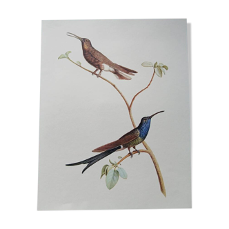 Affiche zoologique représentant deux colibris