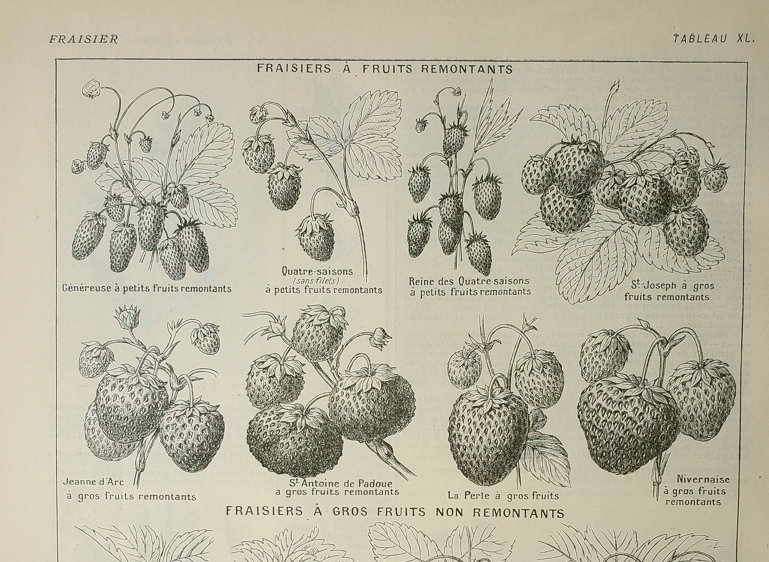 Old engraving 1922, Strawberries, strawberry plants, agriculture, fruit • Lithograph, original illustration