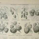 Gravure ancienne 1922, Fraises, fraisiers, agriculture, fruit • Lithographie, illustration originale