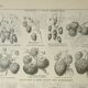 Old engraving 1922, Strawberries, strawberry plants, agriculture, fruit • Lithograph, original illustration