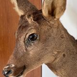 Decoration wall vintage taxidermy