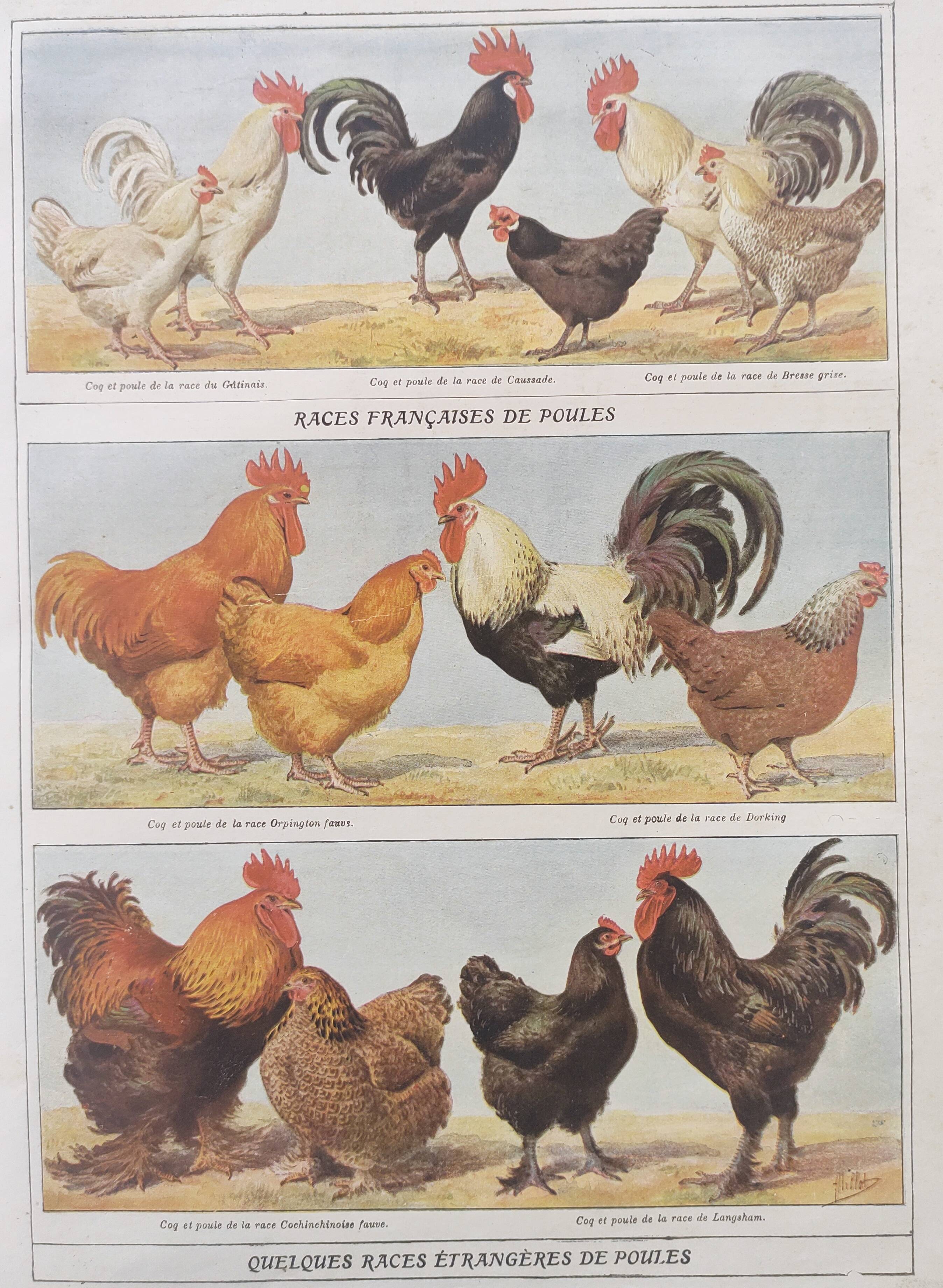 Planche zoologique par A.Millot • Poules et coqs (2) • Gravure ancienne originale de 1920