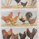 Planche zoologique par A.Millot • Poules et coqs (2) • Gravure ancienne originale de 1920