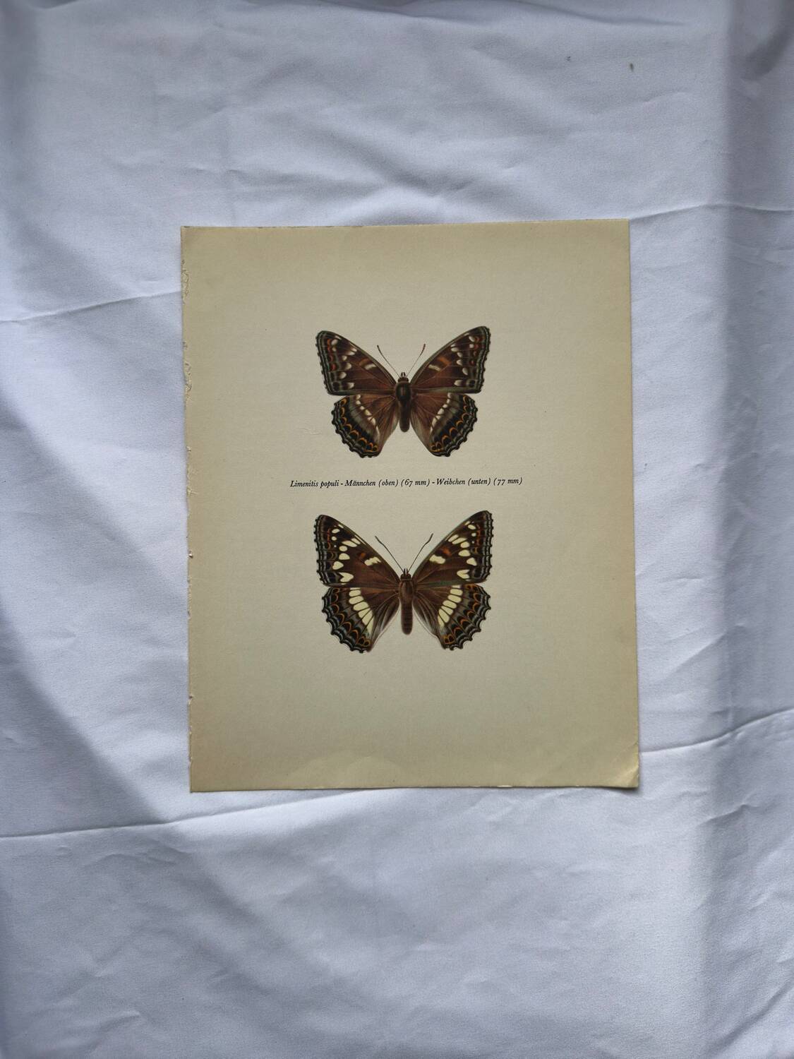 Old butterfly engraving retro botanical print