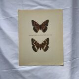 Old butterfly engraving retro botanical print