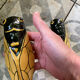 Set of 2 cicadas yellow ceramic vintage