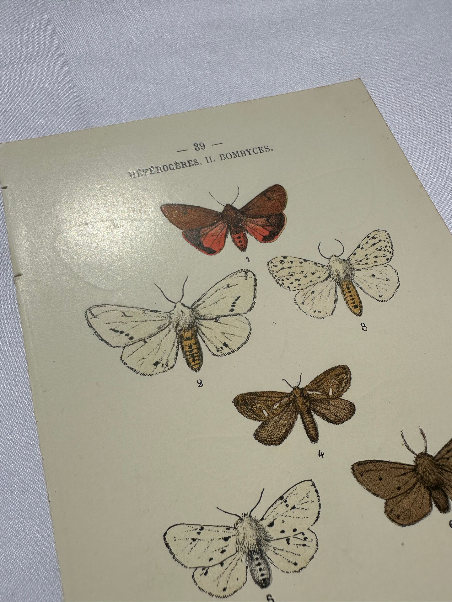 Naturalist engraving butterfly 19th century Botanical plate drawing art
