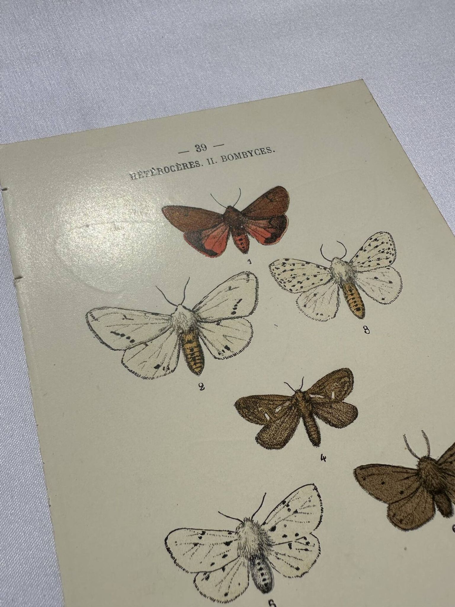Naturalist engraving butterfly 19th century Botanical plate drawing art