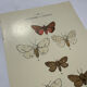 Naturalist engraving butterfly 19th century Botanical plate drawing art