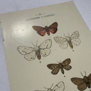 Naturalist engraving butterfly 19th century Botanical plate drawing art