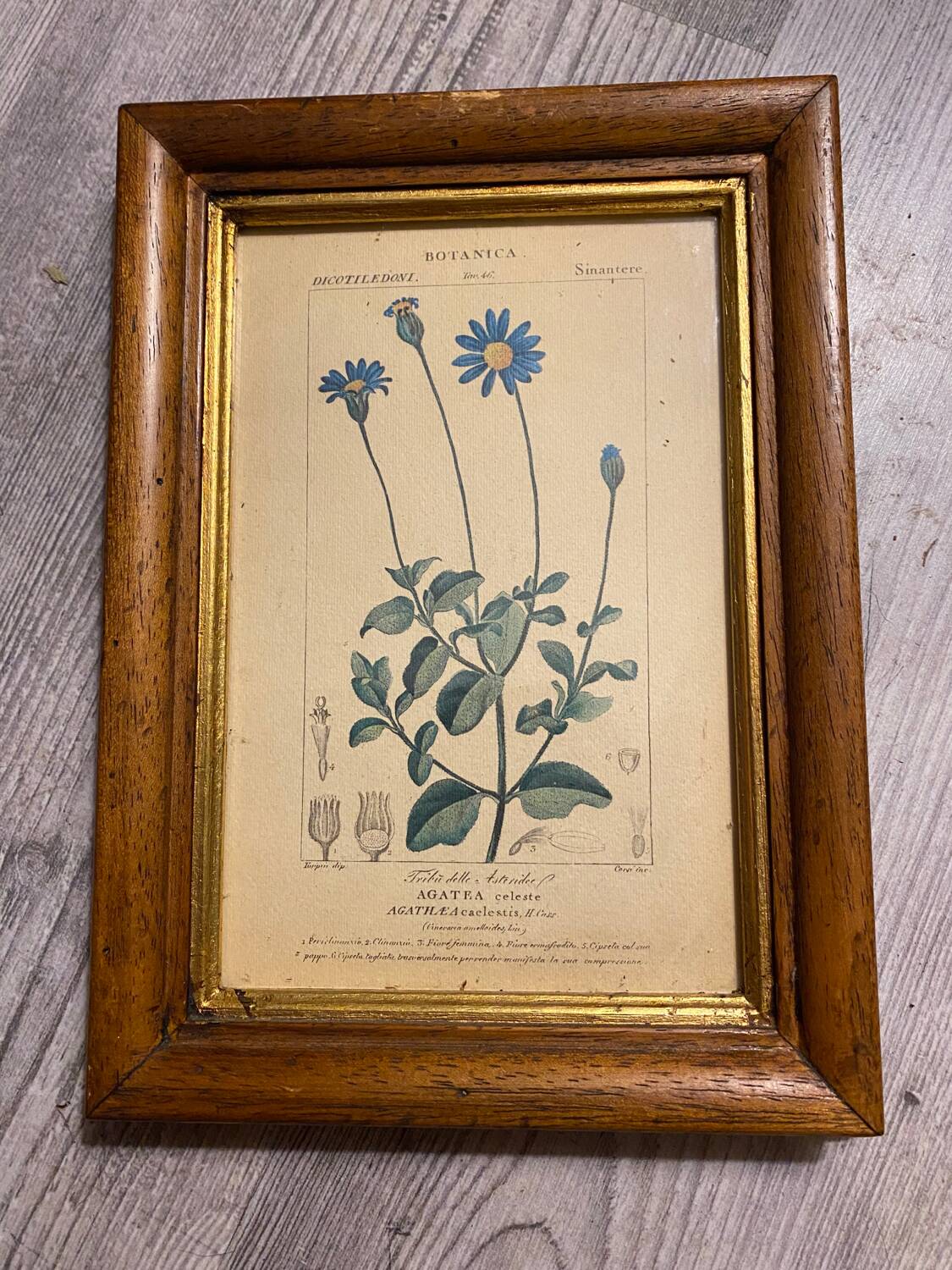 Botanical poster