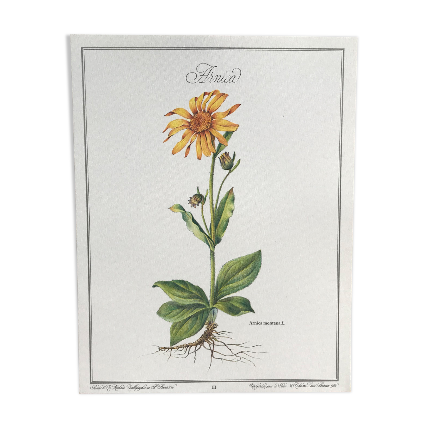 Botanical plate the Arnica