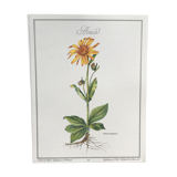 Planche botanique l'Arnica