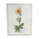 Planche botanique l'Arnica